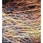 Hay Dimex Fototapet Abstract I Non Woven 225x250 cm MS-3-0381