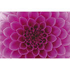 Pink Dimex Tapet Dahlia Non Woven 375x250 cm MS-5-0132