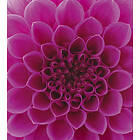 Pink Dimex Tapet Dahlia Non Woven 225x250 cm MS-3-0132
