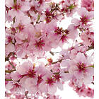 Dimex Tapet Apple Blossom 225x250 cm MS-3-0108
