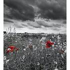 Dimex Tapet Poppies Black 225x250 cm MS-3-0091