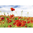 Dimex Tapet Red Poppies MS-5-0090-DX