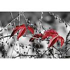 Dimex Tapet Red Leaves on Black MS-5-0110-DX