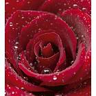 Dimex Tapet Red Rose 225x250 cm MS-3-0138