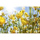 Dimex Tapet Yellow Flowers MS-5-0134-DX