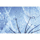 Dandelion Dimex Tapet Water Drops Non Woven 375x250 cm MS-5-0125