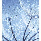 Dandelion Dimex Tapet Water Drops Non Woven 225x250 cm MS-3-0125