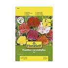 FloraSelf Blomfrö Nejlika Dianthus fylld mix