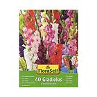 FloraSelf Blomsterlökar Gladiolus Grandiflora mix 40st