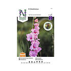 Blomsterlökar Gladiol storblommig Wine and Roses rosa 6-pack