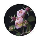 Special Decoration Fototapet SPECIAL DECORATION non-woven Rosor 190cm