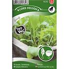 Nelson Garden Frø Rucola / Sandsenap Speedy