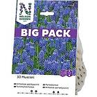 Nelson Garden Höstlök Pärlhyacint Armenisk Big Pack