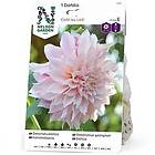 Nelson Garden Vårlök Dahlia Cafe au Lait Hög