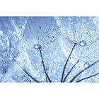 Dandelion Dimex Tapet Water Drops MS-5-0125-DX