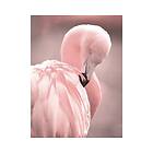 Poster Pink Flamingo 3 30x40cm