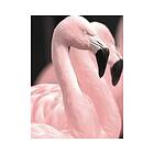 Poster Pink Flamingo 2 30x40cm