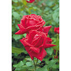 Piardino Rabattros Isabella Rossellini Barrot Röd 5-Pack