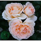 Piardino Rabattros Morten Korch Barrot Rosa 5-Pack