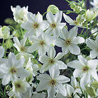 Piardino Klätterväxt Klematis Joe Vit Krukodlad 3-Pack