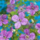 Piardino Klätterväxt Klematis Lavender Flowers Lila Krukodlad