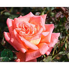 Piardino Rabattros Victor Borge Barrot Rosa 10-Pack