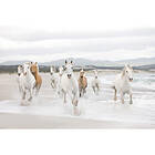Komar Fototapet White Horses