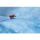 Ladybug Little Lady Poster 70x100