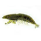 Molix Shrimp 6,35 cm, Inkl: WT Jig Head 4g Green Pumpkin