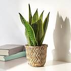 IKEA KLYNNON Kruka 12 cm