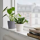 IKEA SOJABÖNA Kruka 9 cm