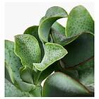 IKEA SUCCULENT Krukväxt 15 cm