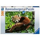 Ravensburger Cute Red Panda 500 bitar