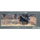 Heye Panorama Humboldt, Feeding 1000 bitar