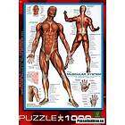 Eurographics The Muscular System 1000 bitar