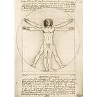 Bluebird Puzzle Da Vinci The Vitruvian Man, 1490 1000 bitar