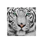 Tiger Tavla Flerfärgad 50x50 cm