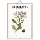 Strömshaga Skolplansch Vildkaprifol