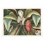 Sköna Ting Poster Magnolia