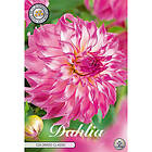 Sam van Schooten Dekorativdahlia, Colorado Classic 1 st