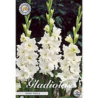 Sam van Schooten Gladiol, Snowy Frizzle 10 st