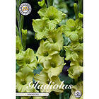 Sam van Schooten Gladiol, Dingadong 10 st