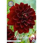 Sam van Schooten Dekorativdahlia, Arabian Night 1 st