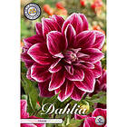 Sam van Schooten Dekorativdahlia, Praime 1 st