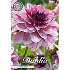 Sam van Schooten Dekorativdahlia, Seducation 1 st