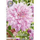 Sam van Schooten Dekorativdahlia, Almand's Joy 1 st