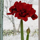 Sam van Schooten Amaryllis dubbel, Cherry Nymph XXL lök 1 st