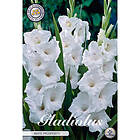 Sam van Schooten Gladiol, White Prosperity 10 st