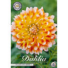 Sam van Schooten Dekorativdahlia, Peaches & Cream 1 st