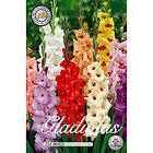 Sam van Schooten Gladiol, Blandade färger 25 st